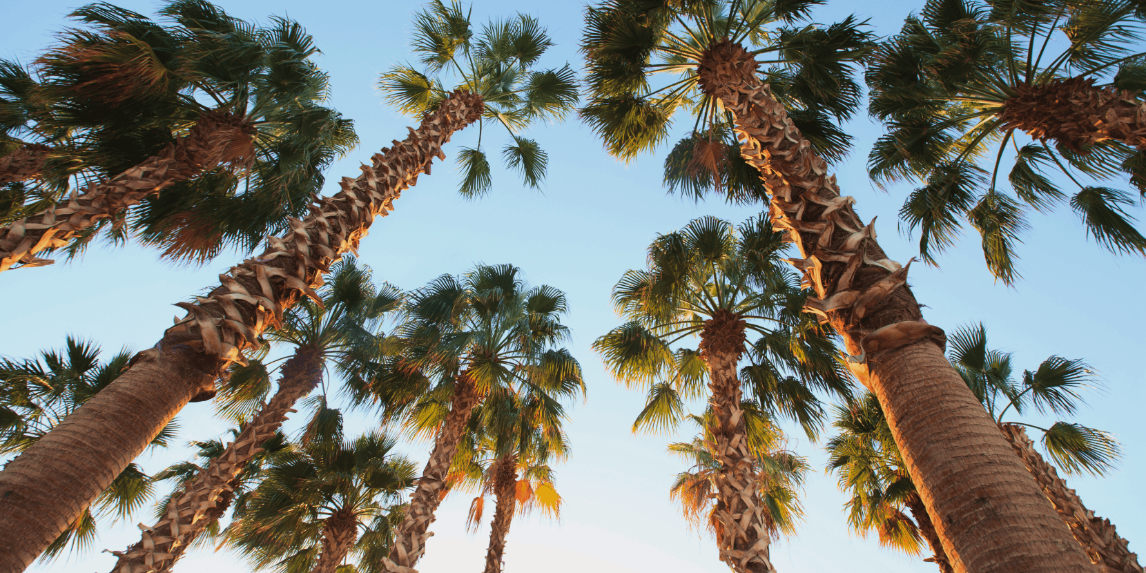Palm trees in Florida